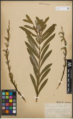 Foto von Salix purpurea L.